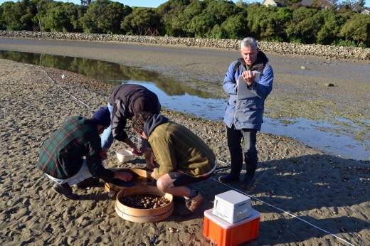 Photo by Derek Richards. Cockle survey, Karitane.