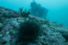 Kina/ Evechinus chloroticus sitting on reef.